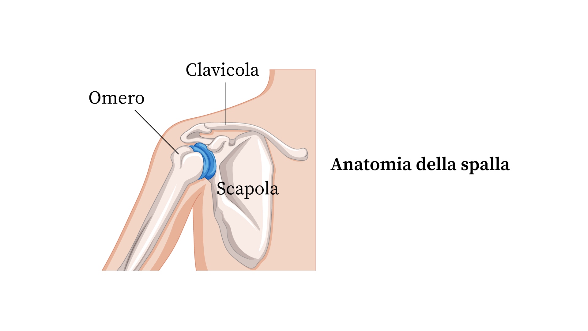 anatomia della spalla