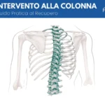 Anatomia della colonna vertebrale e della gabbia toracica vista posteriore