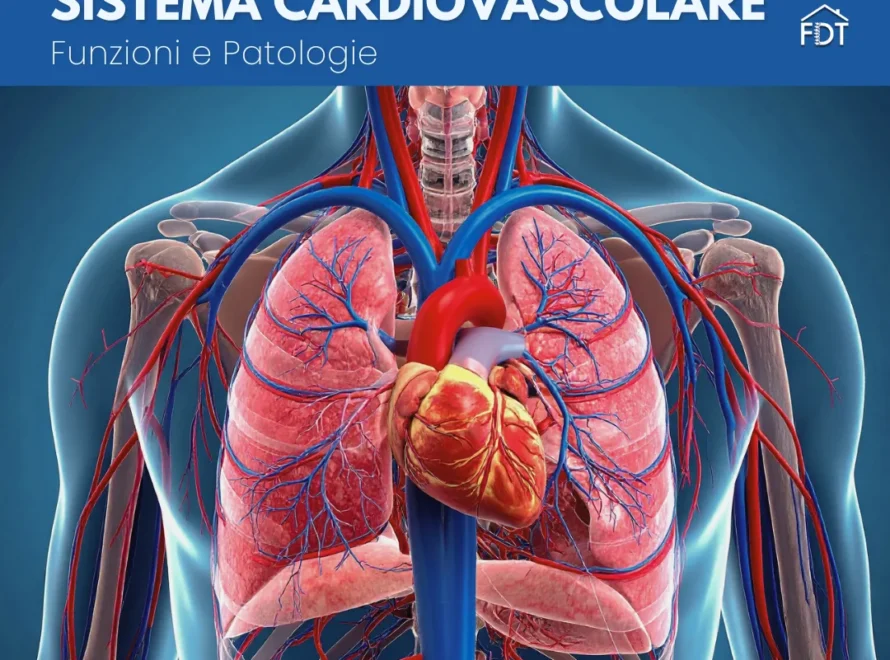 Illustrazione medica 3D di cuore polmoni e sistema circolatorio